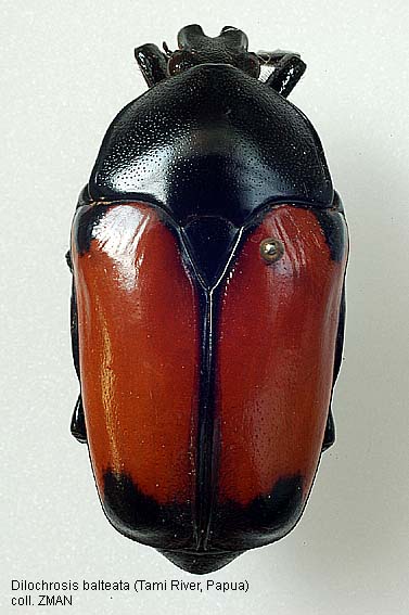 Papua Insects Foundation (Coleoptera/Scarabaeidae)